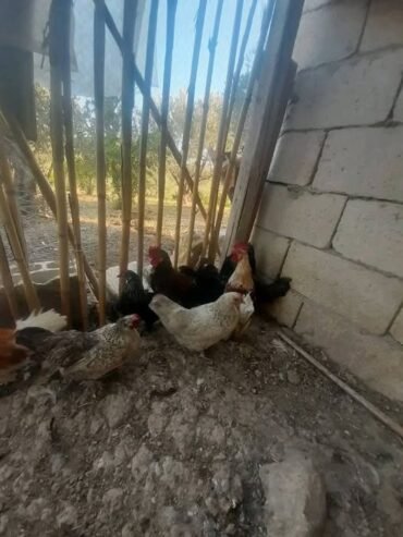 ٤جاجات و٣ديوك قزمي بياضات