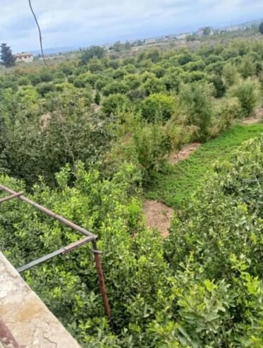 للبيع في البرجان خمسة دونمات تبعد عن الاستراد 50 مترفيها أشجار متنوعة ٣٠٠ شجرة ليمون رمان جوز وبيت زراعي وبير