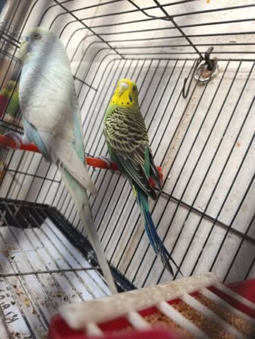جوز عواشق فحل طفرت رينبو توب وحصه ممتازه تواصل خاص او عرقم 0956707911