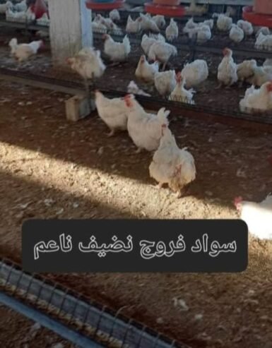 يوجد لدينا جميع أنواع سواد بياض اميات فروج سواد ناعم ناشف بودرة مكفول الأسعار جيدة ترضي جميع للتواصل 0982804615