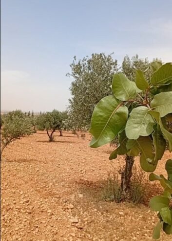 كرم زيتون للبيع المساحة كتار المكان منطقة تركان على الشارع الرئيس محضر 800 سهم