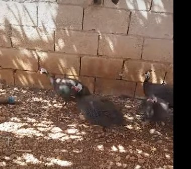 متوفررر على بركة الله 3 جواز فرعوني ريف جبلة القلايع
