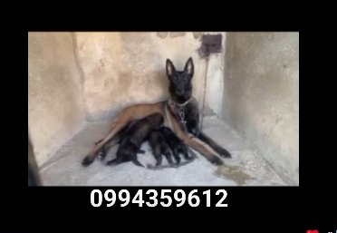 منتجة مكفولة إنجاب وتربية