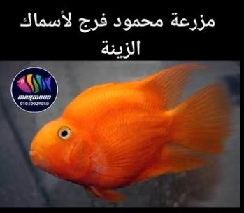 متواجد إن شاء الله في المزرعة يوميًا ريد بارود سمك جميع الاسماك تتمتع بصحه جيدة وخاليه من الامراض🚑 متاح توصيل لحد باب البيت🏍 لعمل
